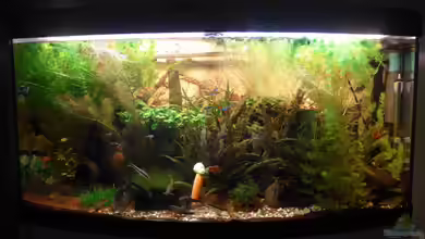 Wohnzimmer (Fluval Venezia 260) von Mathias Haeussler