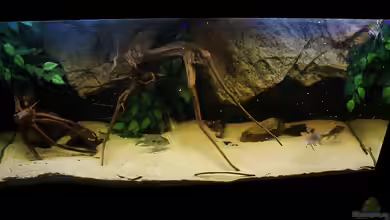 Wohnzimmer Orinoco von AmazonasFelix