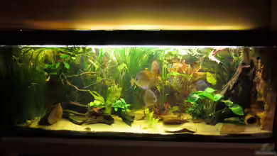 Wohnzimmer Schauaquarium von maxarl