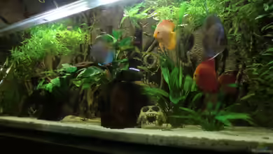 Wohnzimmeramazonas (Aufgelöst) von Zugbremser72