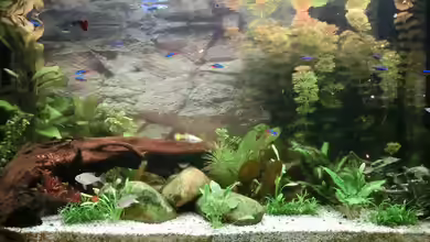 Wohnzimmeraquarium von paindrummer