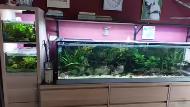 Wohnzimmeroase 2.0 ab Juni 2025 von ErfurtOldy