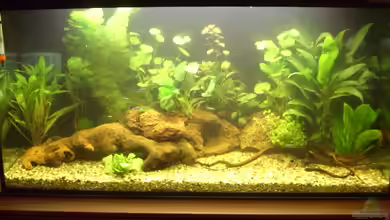 Wohnzimmeroase von Mario H.