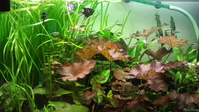 Wohnzimmeroase von Zebraschecke