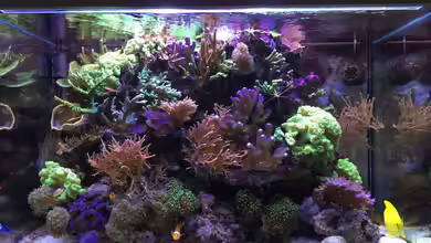 Wohnzimmerriff (nur noch als Beispiel) von Tom81