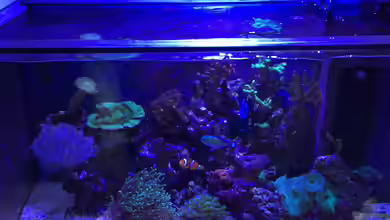 Wohnzimmerriff von Florian Florian