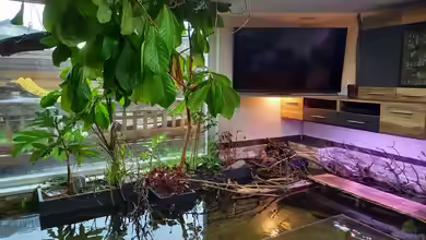 Wohnzimmerteich von Daniel Mayer