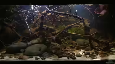 Wohnzimmertraum von NaMo