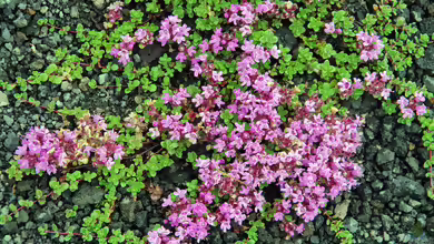 Wolliger Thymian: Thymus pseudolanuginosus im Garten pflanzen