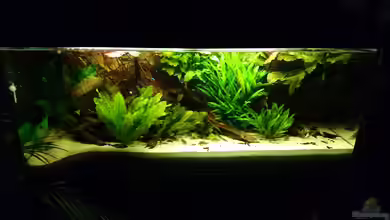 Wolly´s "Südamerika"-Becken von Wolly