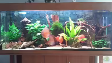 World of Dreams (besteht nicht mehr) von Don Jupp