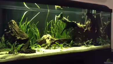 Wurzel-Biotop (ohne Heizung) von Simon W