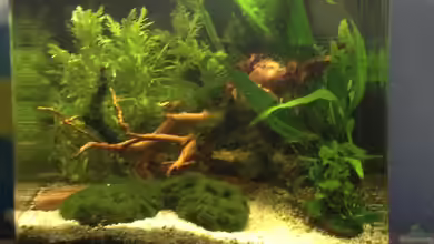 Wurzel-Würfel von Pillemann77