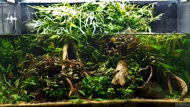 Wurzelwerk von Micha...