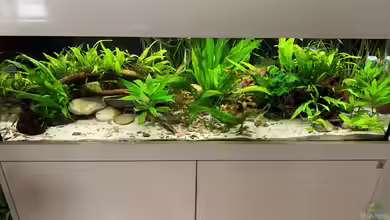 Wuselbecken "Asiastyle" -aufgelöst- von Fäbi_CH