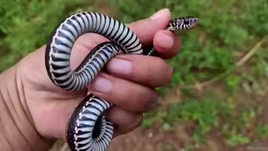 Xenochrophis vittatus im Terrarium halten