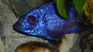 Ybbstal meets Malawi von DER YBBSTALER