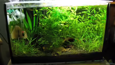 Yellow Fire von Marlone