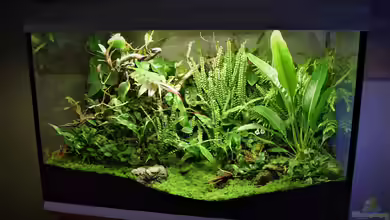 Yggdrasil von Junglist