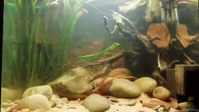 Zahnkarpfenbach - nur noch Beispiel - von - Stephen -