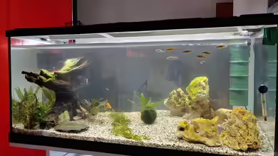 Zebra's Freischwimmer von Juno