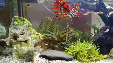 Zebra's Underwaterworld alt von Juno