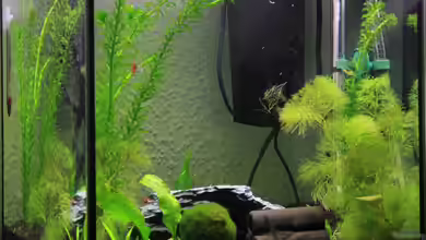 Zebra`s Mini-AQ von Sebastian Wolff