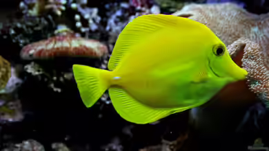 Zebrasoma flavescens im Aquarium halten