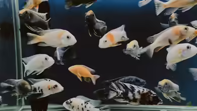 Zierfischzucht in Tschechien - Ein umfassender Einblick in ein europäisches Paradies für Aquarianer