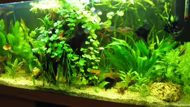 Zillmer von Eike-Helgo Zillmer