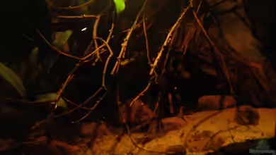 Zona Ribereña von Südamerikafreak BK