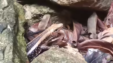Zonosaurus madagascariensis im Terrarium halten
