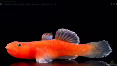 zoobox.de - Onlineshop für Garnelenhaltung