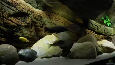 Zu Verkaufen !!! von Sternenseeträumer