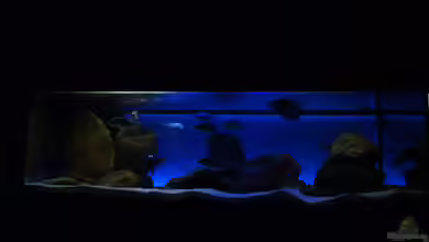 Zu verkaufen von Oeli