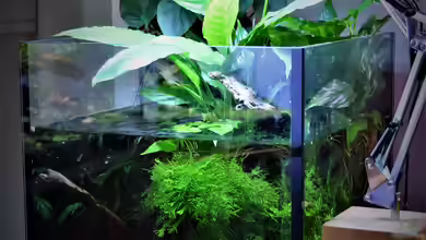 Zu Wasser und zu Land von Junglist