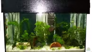 Zuchtbecken mit High-Power-LED´s von Aquaristik-sbk