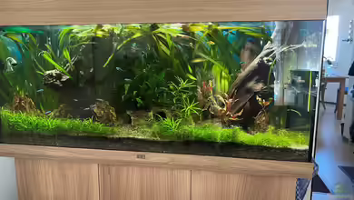 Zuri,s Gesellschaftsbecken von Zuri