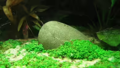 Zwerg-Perlkraut: Pflege, Vermehrung und Verwendung im Aquarium