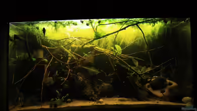 Zwergbecken von mojita