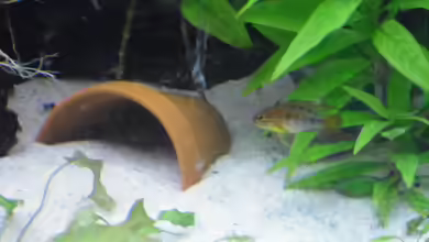 Zwergbuntbarschbecken von Zwergbuntbarschfan