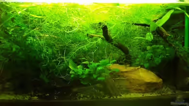 Zwergkrallenfrösche & Wirbellose von JR