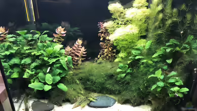 Zwergkrallenfrosch Artbecken Lido 120 von Kamelot