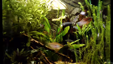 Zwohundertsechzehn von Emmemm