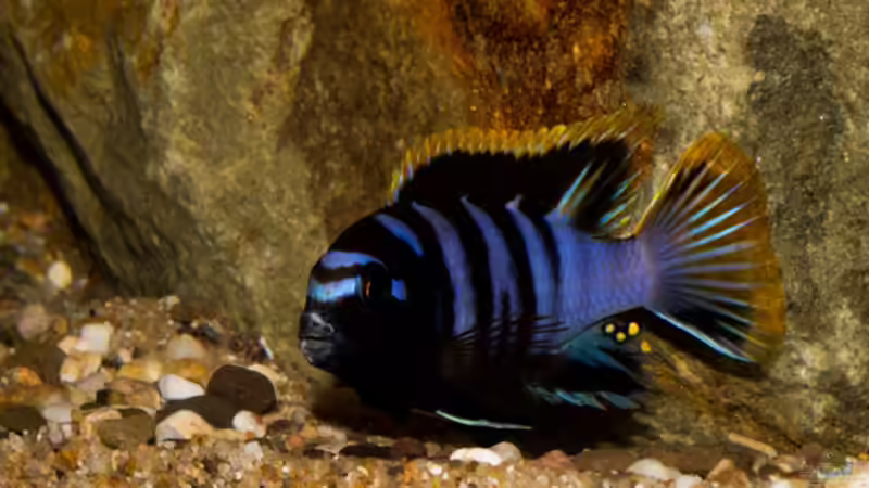 .. als Mann braucht man ein Zuhause