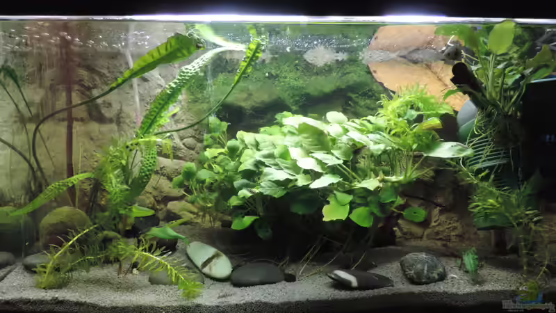 Hauptansicht von Flossensauger Becken Hauptansicht von Flossensauger Becken