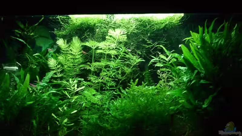 Hemianthus micranthemoides Hemianthus micranthemoides