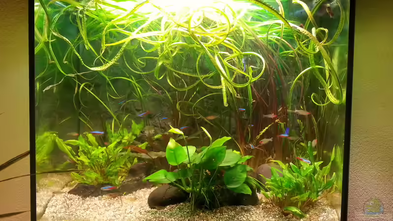 juwel 120 l geordnete Unordnung juwel 120 l geordnete Unordnung