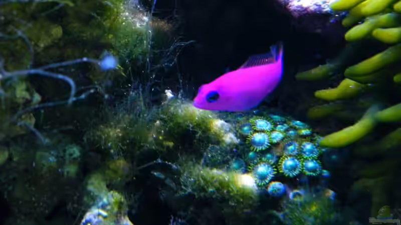 Aquarien mit Pseudochromis fridmani (König-Salomon Zwergbarsch)