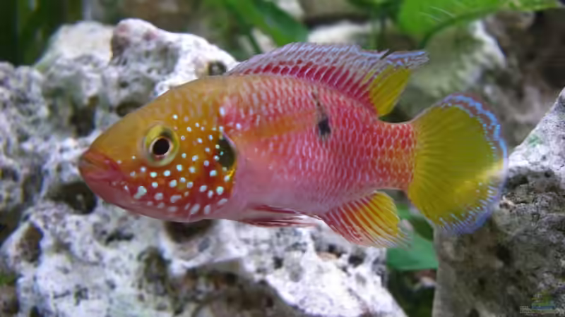 Roter Cichlide gehört neuer Gattung an!